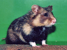 220px-Hamster-Commun