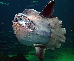 300px-Sunfish2